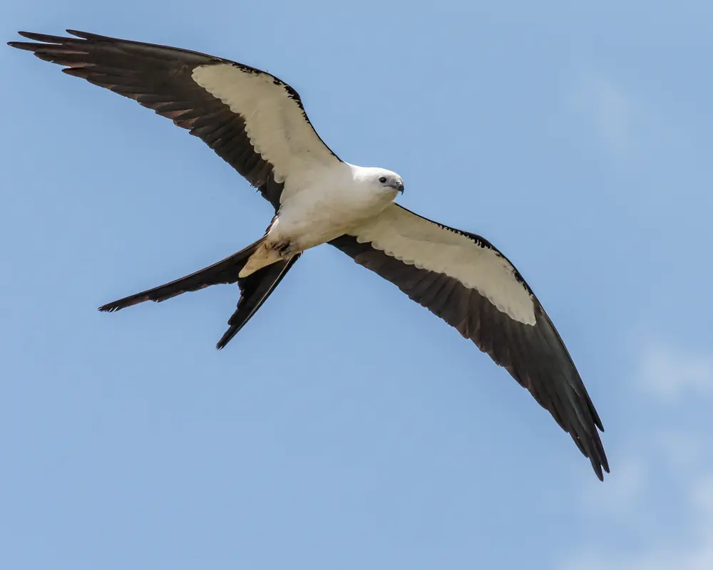 A swallow-tailed kite soaring overhead against a blue sky, seen from below with white body and wing linings, black flight feathers and a long deeply forked tail