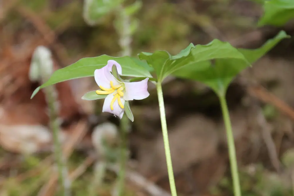 A pale pink Catesby's trillium flower with six yellow stamens hanging below three green leaves on slender stalks above the forest floor