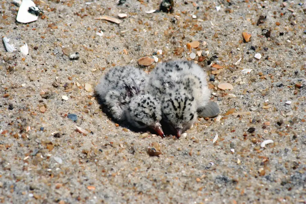 Two speckled least tern chicks pressed together in a shallow scrape on sandy, shell-strewn ground