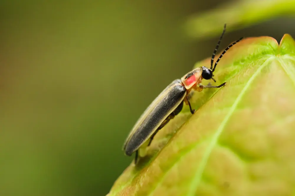 An eastern firefly with a red-and-black head shield and dark wing covers resting on a green leaf