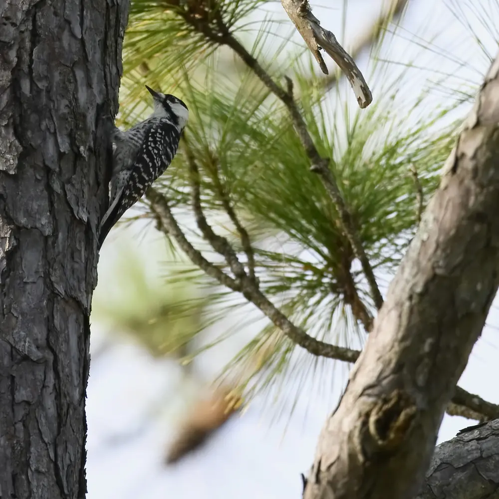 A red-cockaded woodpecker with a black-and-white barred back clinging to the trunk of a pine with long needles behind it