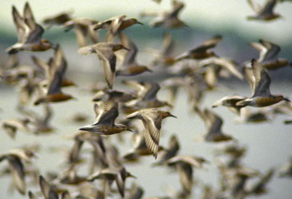 A dense flock of red knots with rusty undersides flying low over a shoreline