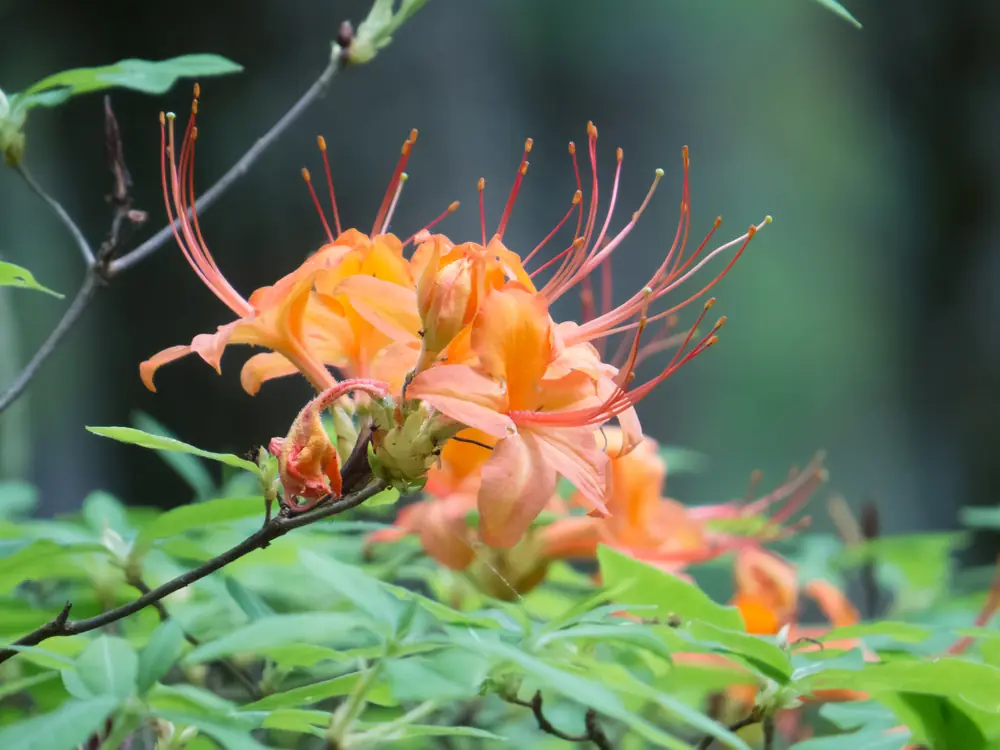 Clusters of orange flame azalea flowers with long curved stamens above green leaves