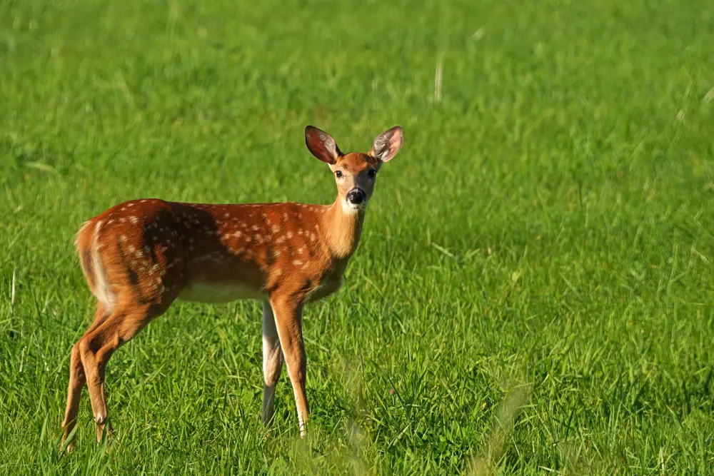 A spotted white-tailed deer fawn standing in a green field and looking toward the camera