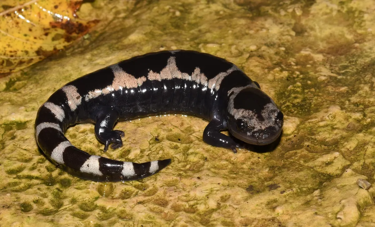 A stout black salamander with pale silvery crossbands curled on wet, mossy ground beside a fallen yellow leaf