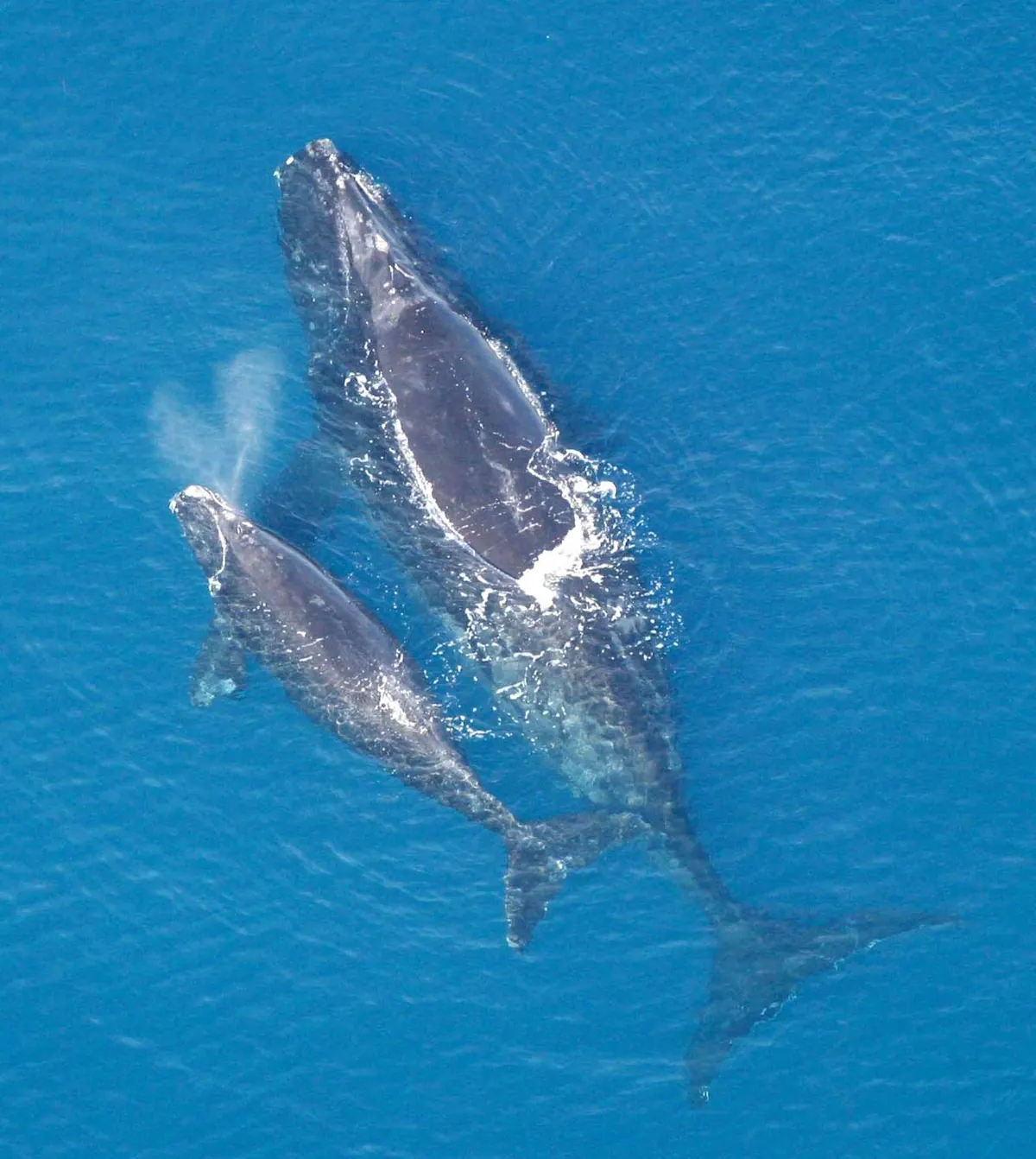 Aerial view of a dark right whale and her smaller calf swimming side by side in blue water, the calf exhaling a misty blow