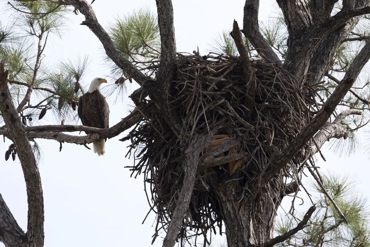 An adult bald eagle perched on a pine branch beside a huge nest of sticks wedged in the fork of a tall pine