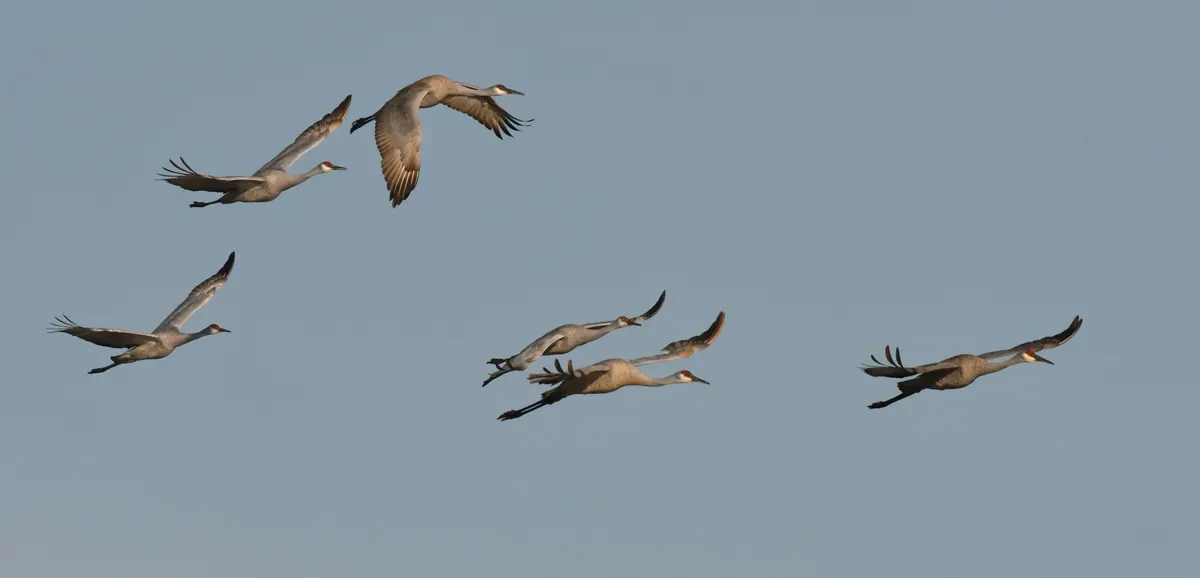 Six sandhill cranes flying in a loose group against a pale blue sky, necks outstretched and legs trailing, a red patch visible on each crown