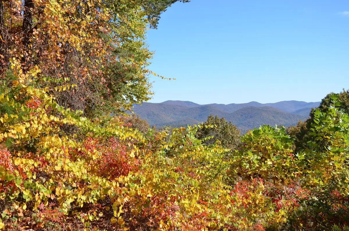 Yellow and red autumn leaves in the foreground of an overlook, with blue ridges of the north Georgia mountains under a clear sky