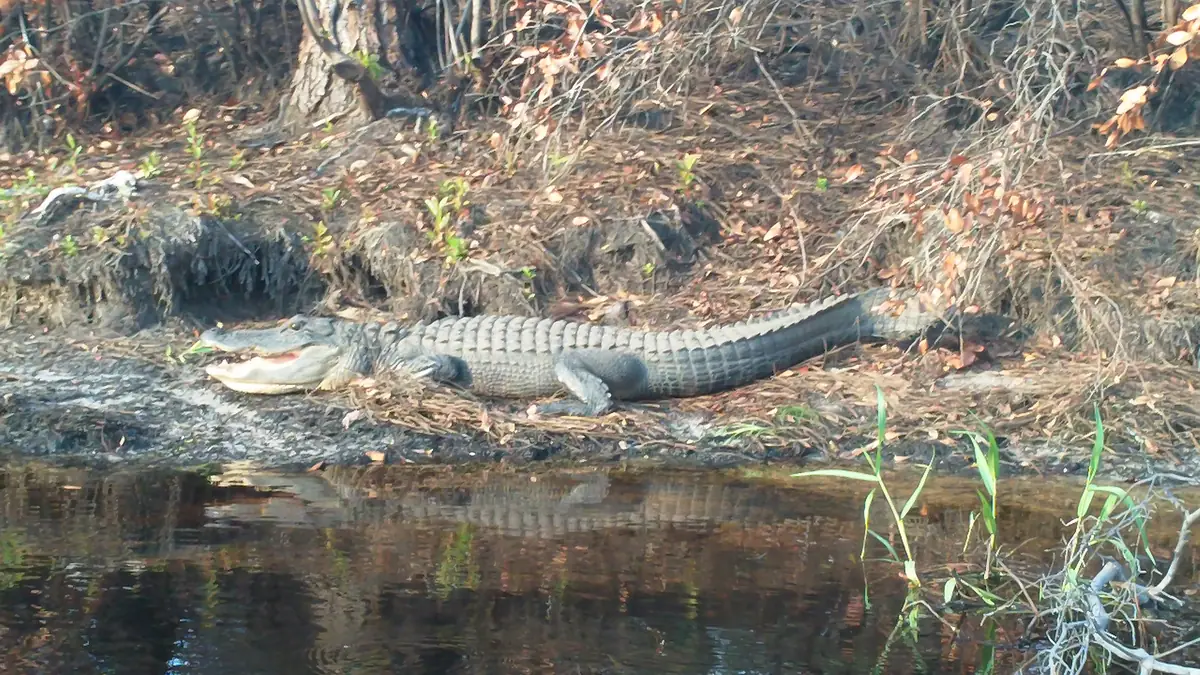 An American alligator basking with its mouth open on a muddy bank beside dark swamp water, fallen leaves around it