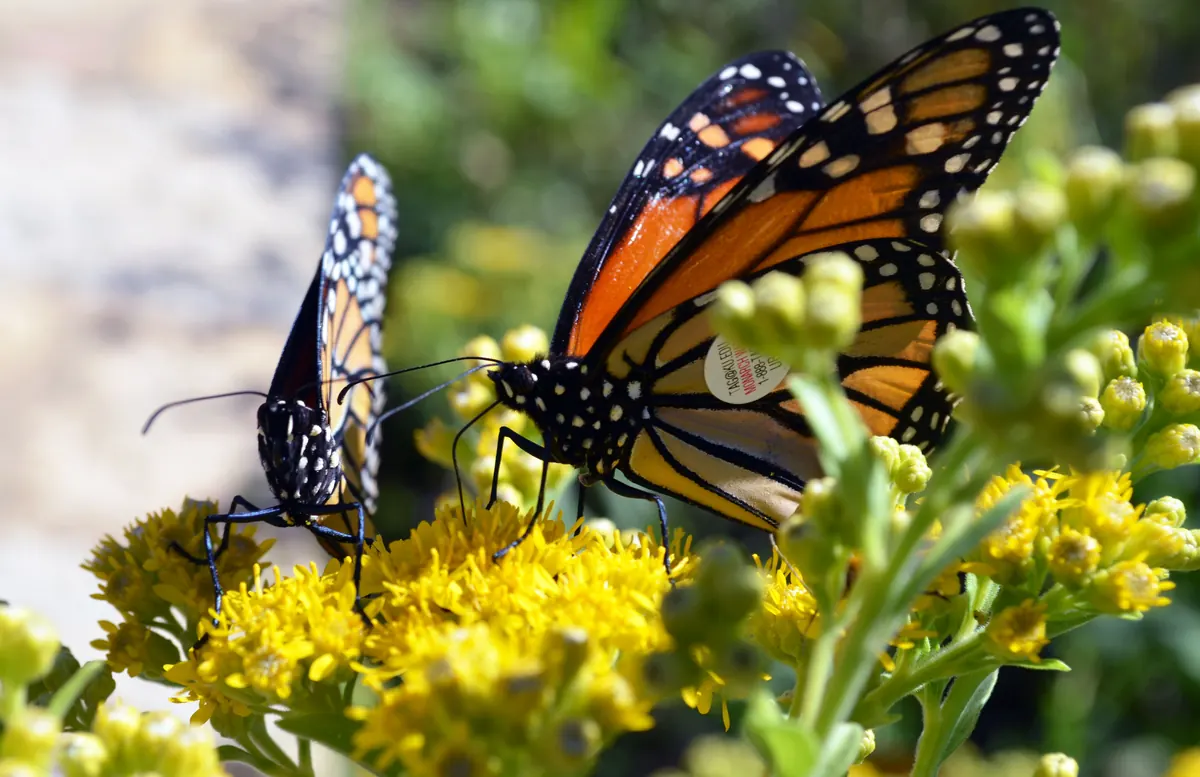 Two monarch butterflies feeding on yellow goldenrod flowers, one wearing a small round tracking tag on its hind wing