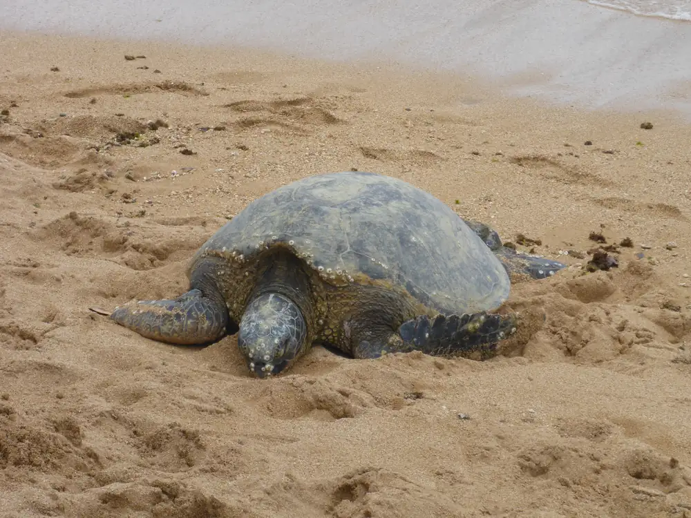 A green sea turtle with a barnacled shell rests on a tan sandy beach just above the wash of the waves