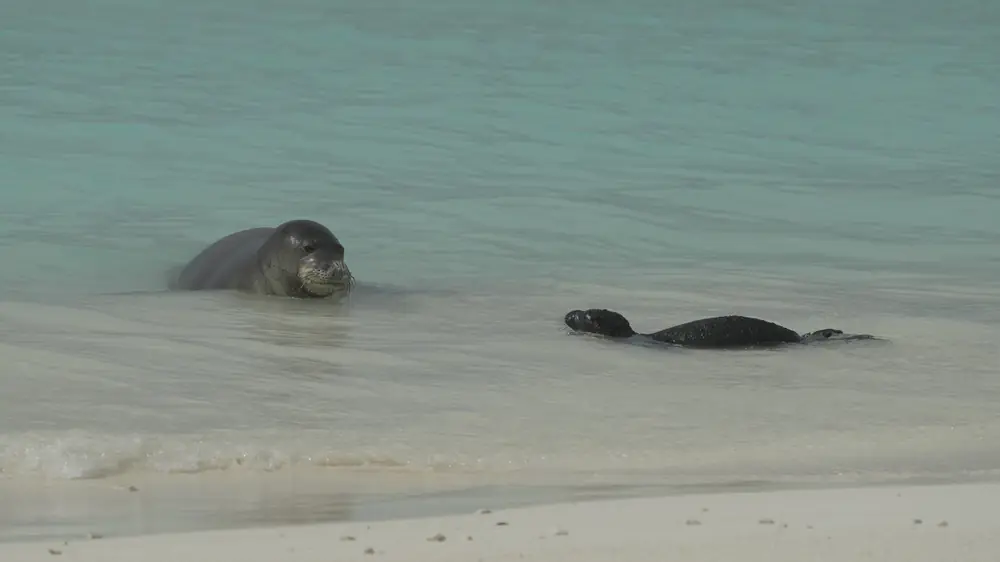 A dark seal pup swims toward its mother, whose head rises from shallow turquoise water beside a white sand beach
