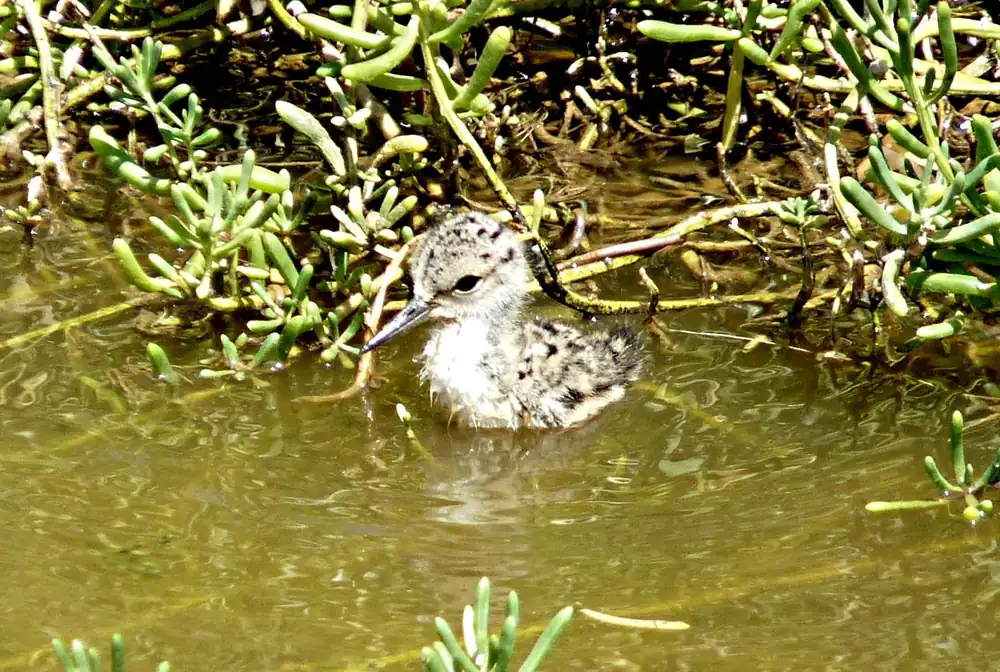 A downy, speckled Hawaiian stilt chick with a thin dark bill swims among green pickleweed in shallow water