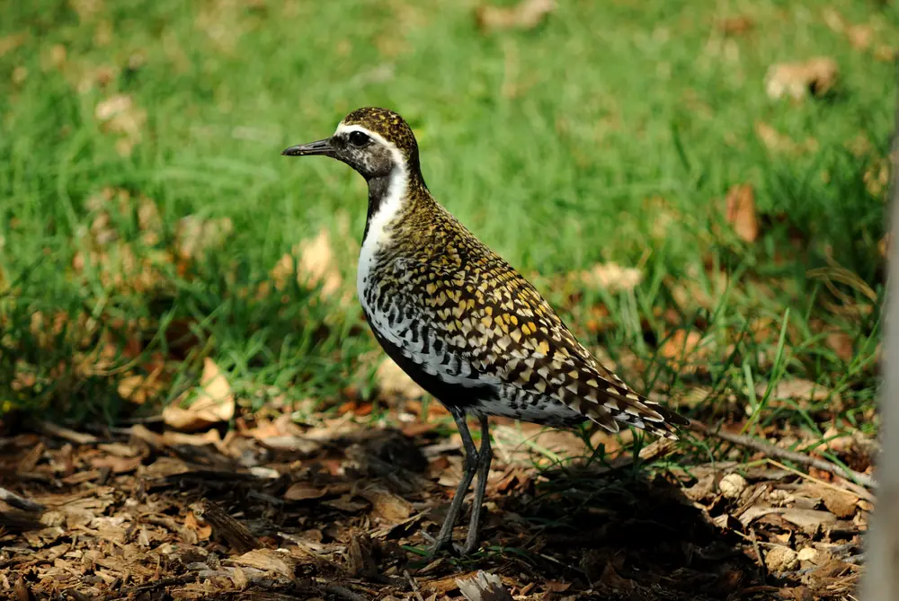 A Pacific golden plover with a black face and belly edged in white and a gold-spotted back stands on short grass and wood chips
