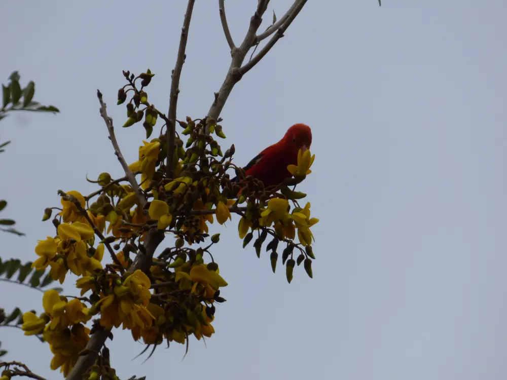 A bright red ʻiʻiwi perches among clusters of yellow māmane flowers against a pale sky