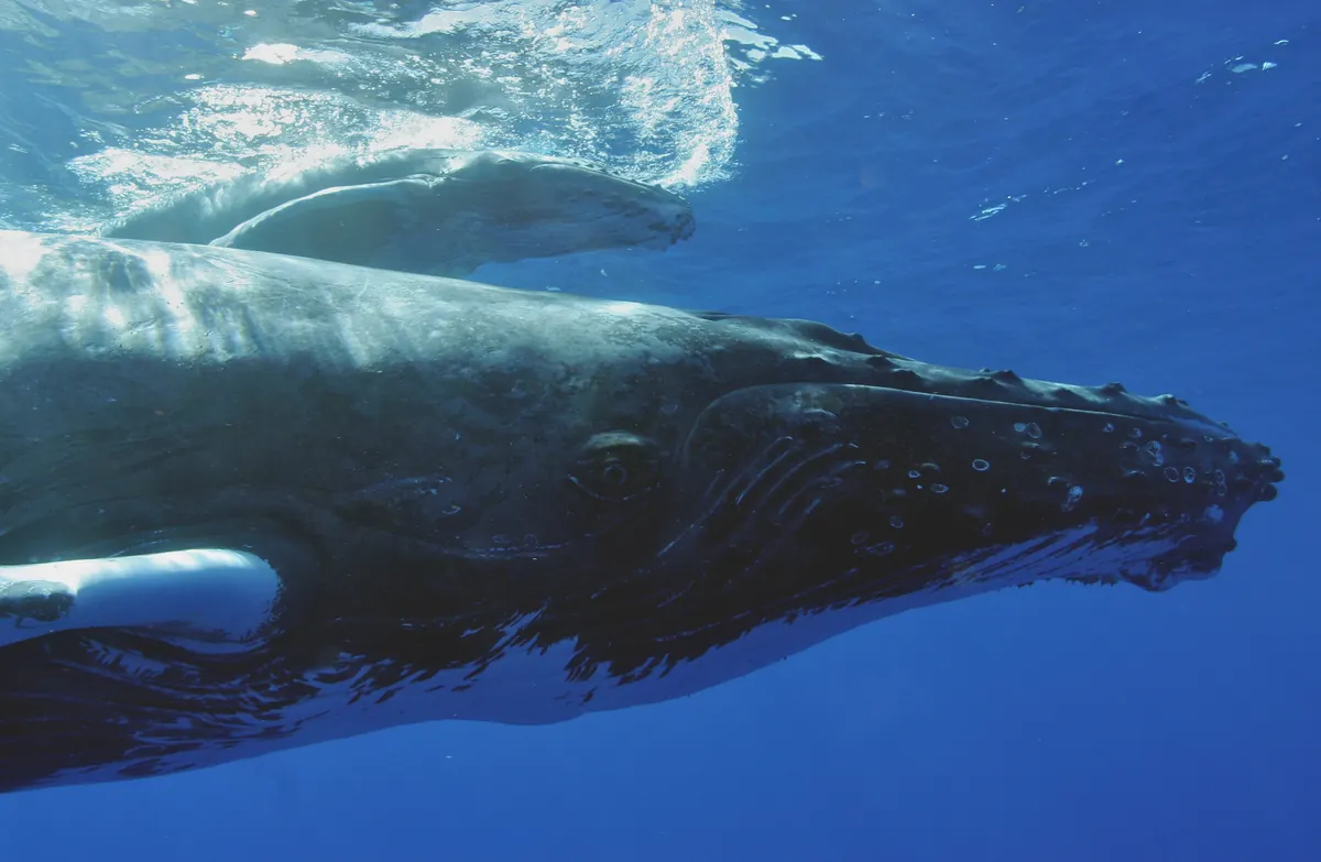 Close underwater view of a humpback whale's knobby head and long white flipper, with a smaller calf swimming just above it near the sunlit surface.