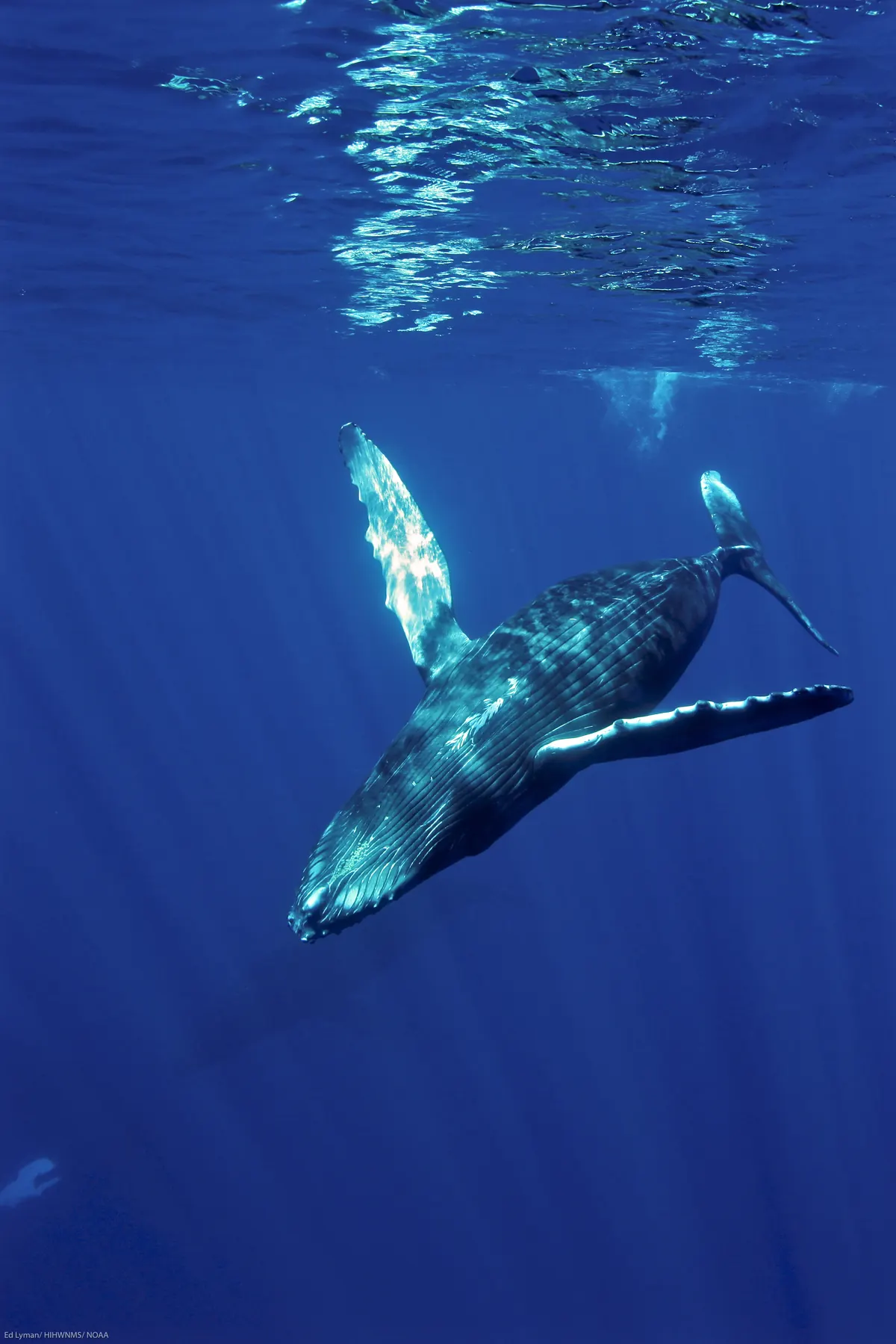 A humpback whale gliding down through deep blue water with both long pale flippers spread wide, sunlight rippling on the surface above.