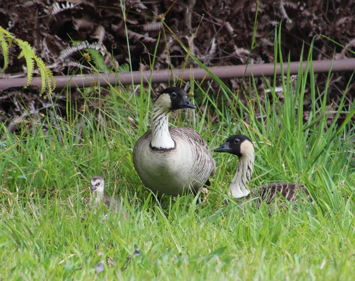 Two adult nēnē with black heads and buff-striped necks resting in tall green grass, with a small fuzzy gosling beside them.