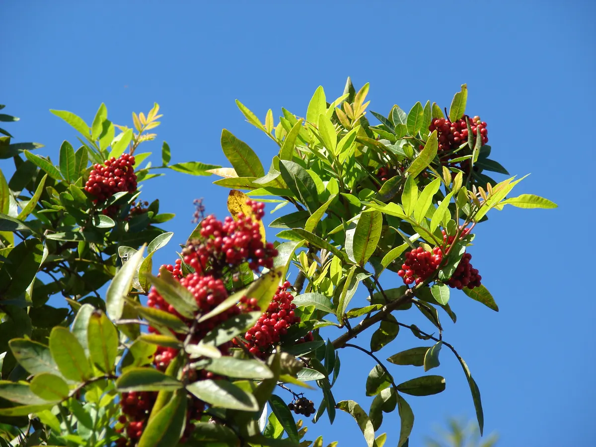 Branches of glossy, narrow green leaves hung with dense clusters of small bright red berries against a clear blue sky.