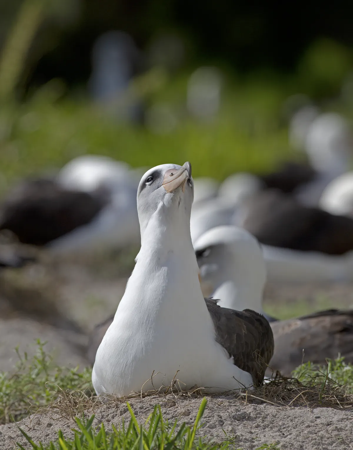 A Laysan albatross with a white head and body and dark brown wings sitting on a low nest of sand and grass, head tilted up, with more albatross resting behind it.