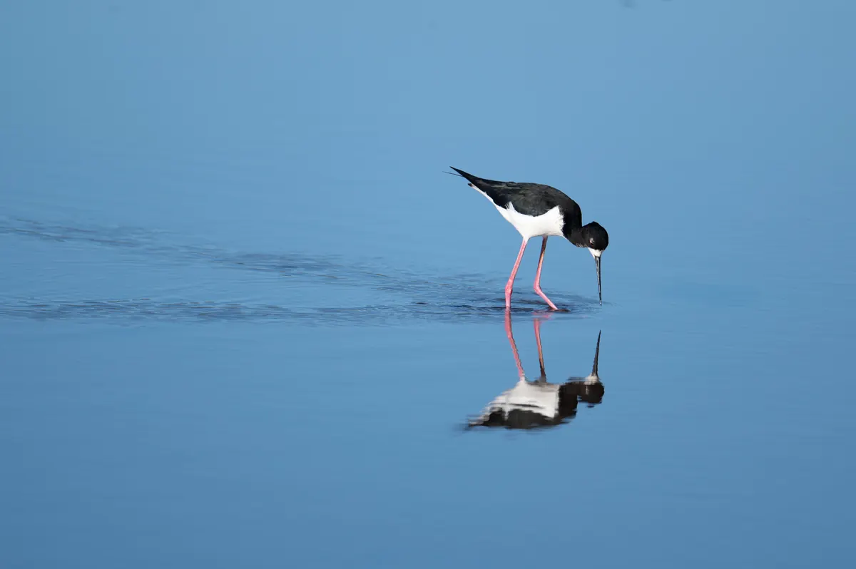 A slender black-and-white wading bird with very long pink legs feeding in shallow water