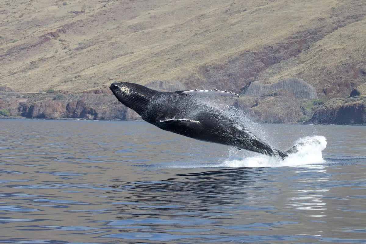 A humpback whale leaping almost clear of a blue sea, water streaming off its body and long white flippers
