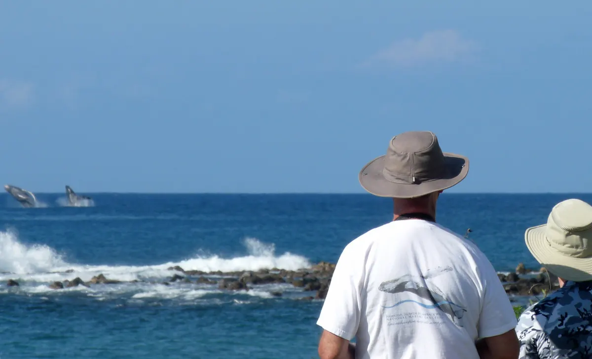 Two people in sun hats on a rocky shore watch two humpback whales leaping offshore