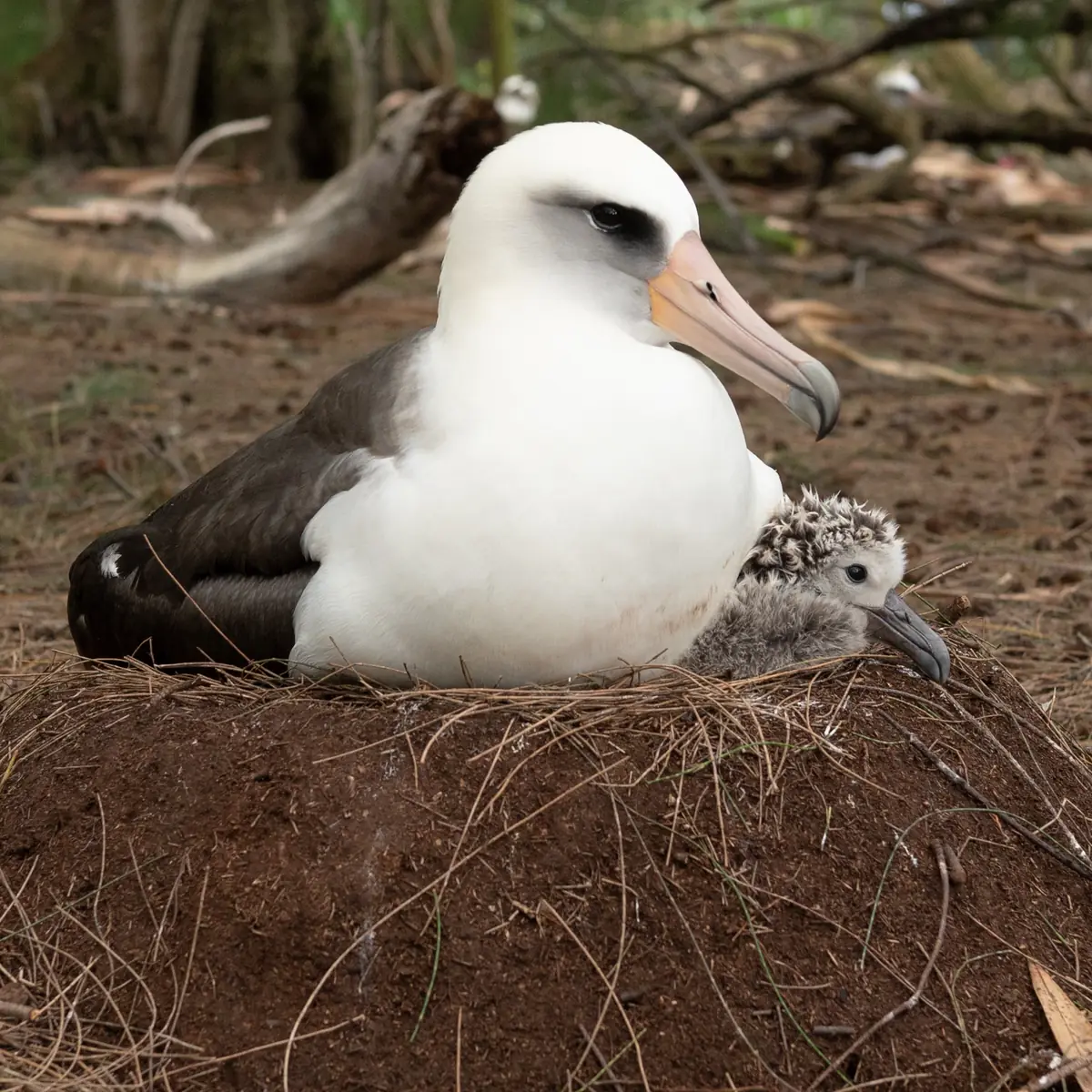 A white-headed albatross sitting on the ground with a small gray downy chick tucked beneath it