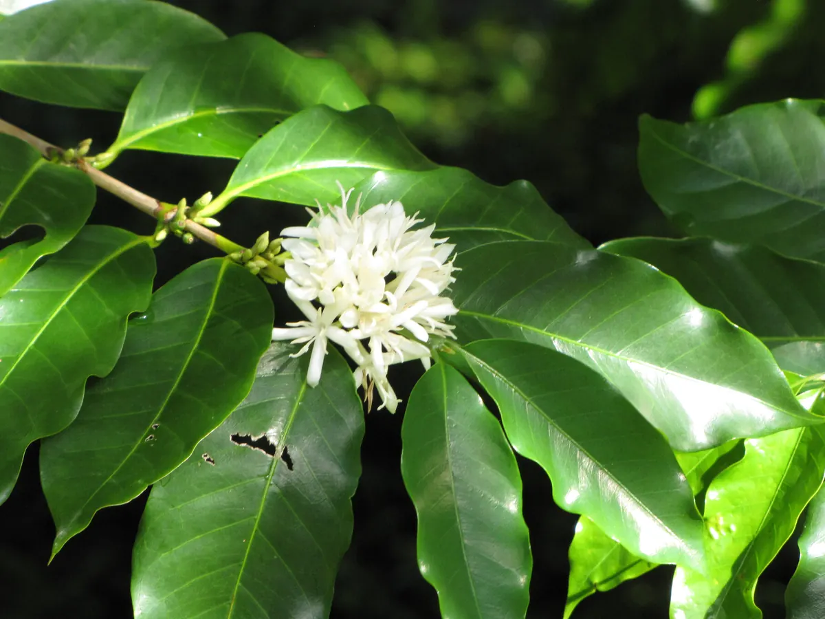 A cluster of small white starry flowers among glossy dark green leaves on a coffee branch