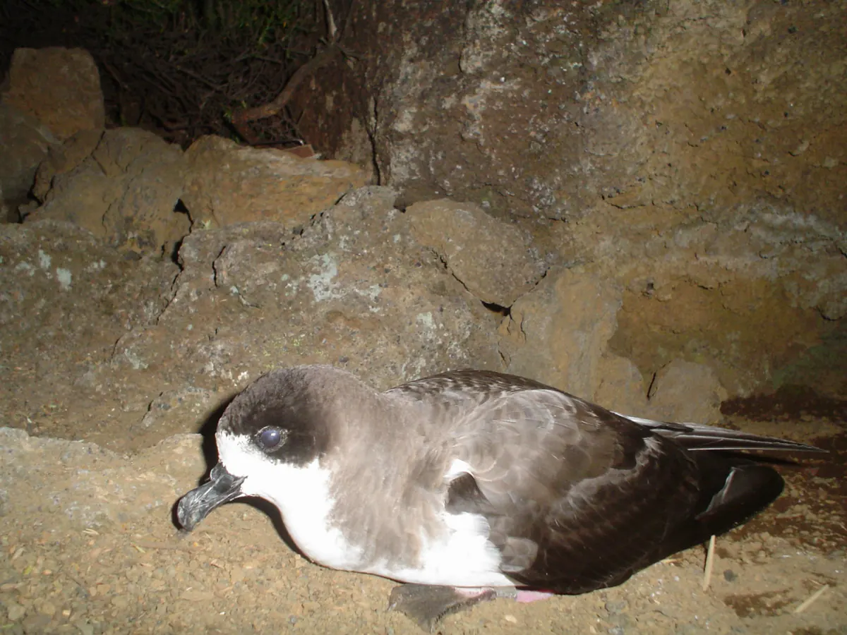 A dark-backed seabird with a white face and breast resting on bare cinder ground in front of a rock wall at night