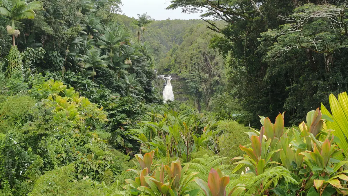 A white waterfall drops through dense green rainforest with ti plants in the foreground
