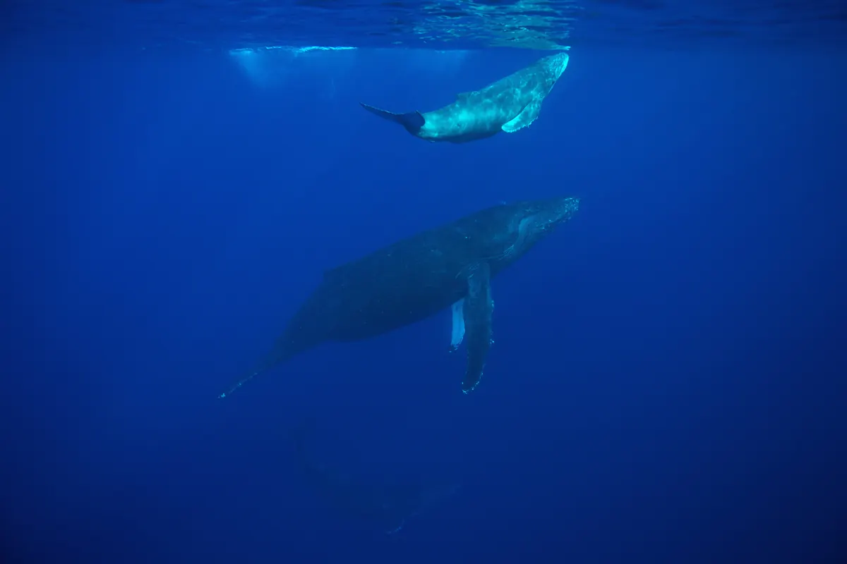 A humpback whale calf swims near the surface above its mother in deep blue water
