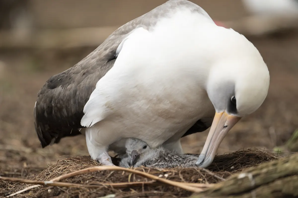 A Laysan albatross stands over a gray, downy chick in a grass nest