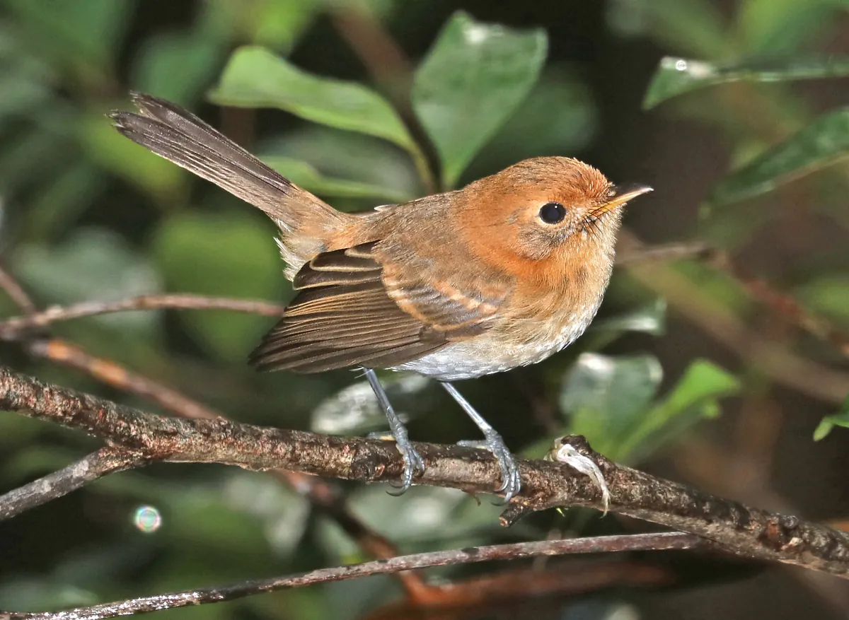 A small rufous and brown Oʻahu ʻelepaio perched on a thin branch among green leaves.