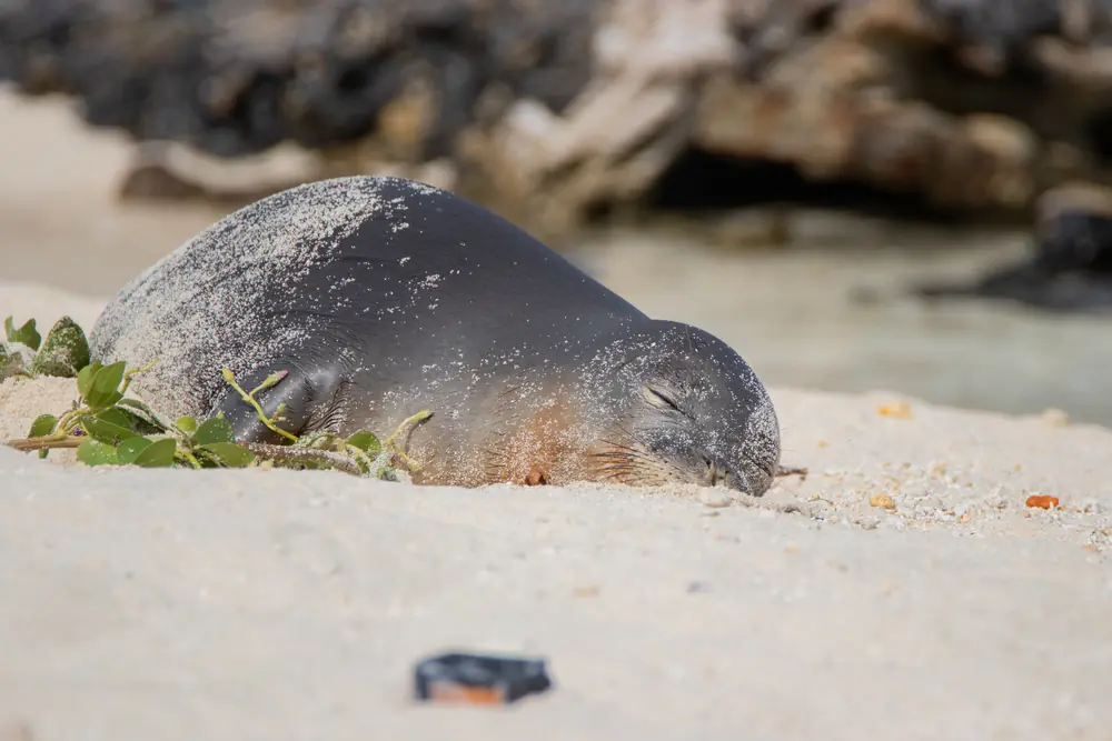 A gray Hawaiian monk seal sleeps on pale sand with grains of sand clinging to its back and a green vine beside it