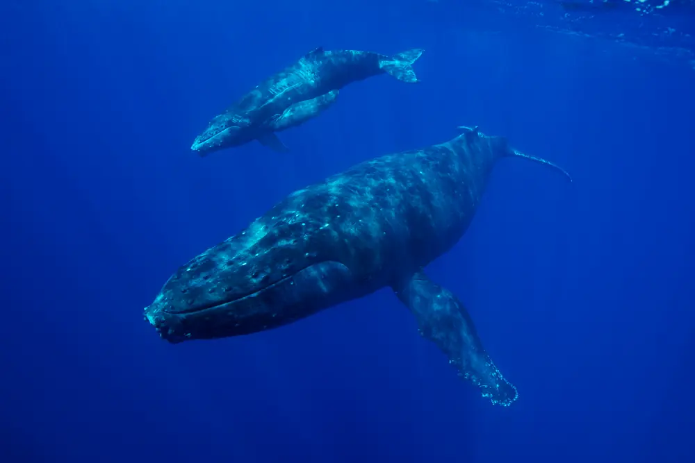 A large humpback whale with long white-edged flippers swims in deep blue water with a smaller calf above it