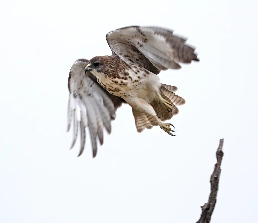 A brown and cream hawk with spread wings and outstretched yellow feet lifts off from a bare branch