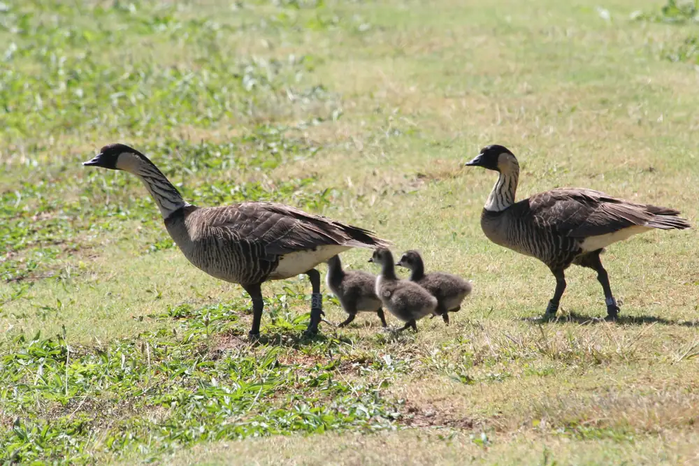 Two adult nēnē with striped necks walk across short grass with three fluffy gray goslings between them