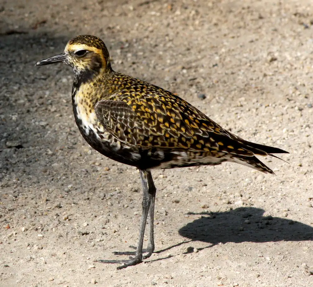 A golden-speckled plover with long dark legs stands on pale gravel, its throat and belly turning black