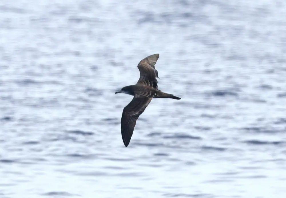 A dark brown seabird with long narrow wings and a wedge-shaped tail glides low over a gray-blue sea