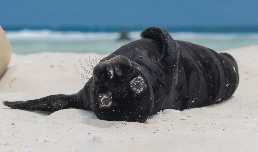 A black Hawaiian monk seal pup lies on white sand with surf behind it