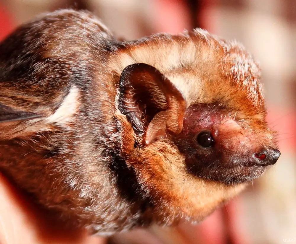 A Hawaiian hoary bat with frosted brown fur hangs from a branch