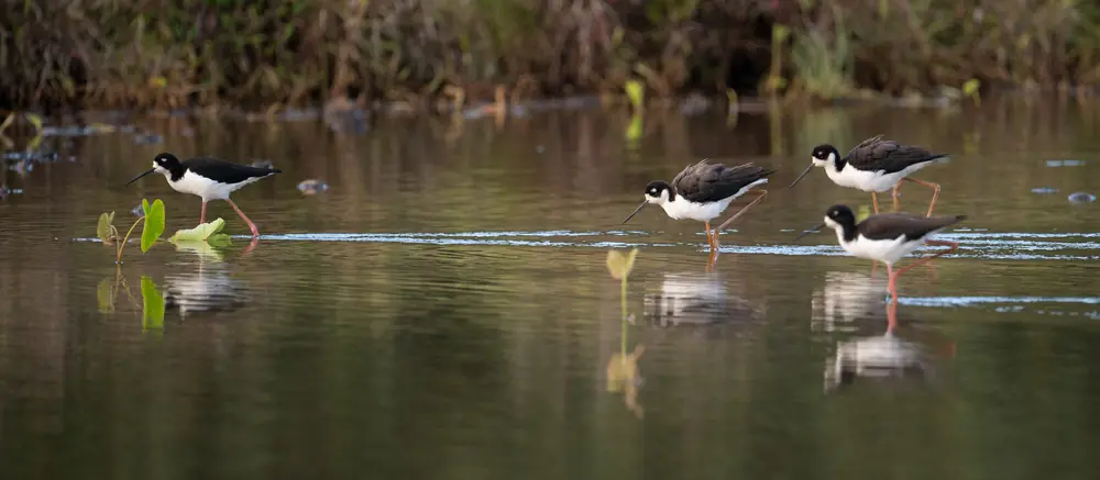 Two Hawaiian stilts with black backs, white undersides and long pink legs stand in shallow water