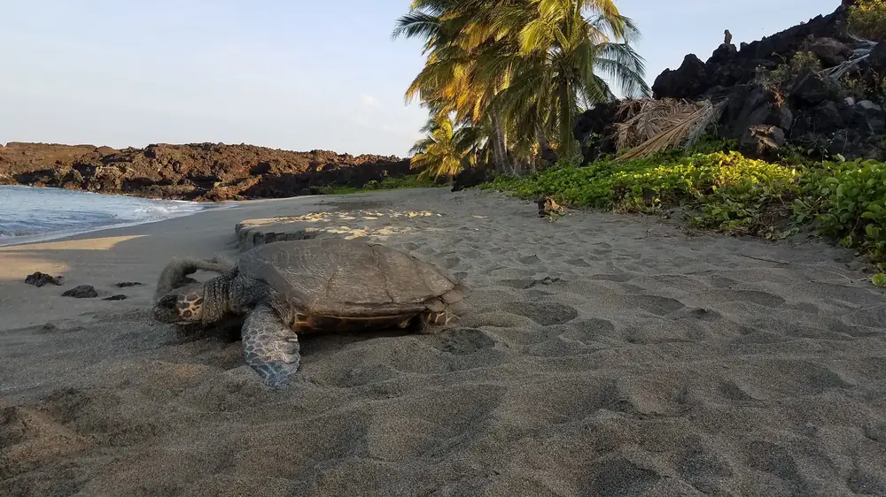 A hawksbill turtle with a patterned shell rests on pale sand at the edge of a beach