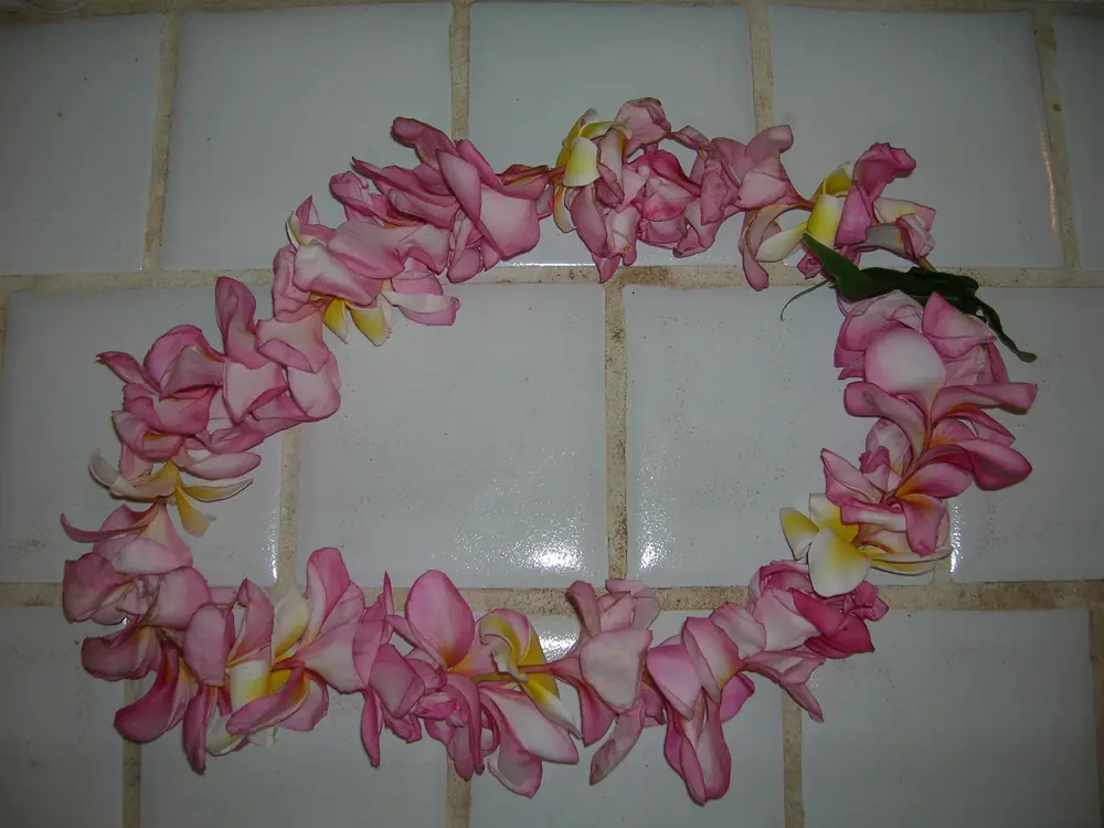 A heap of pink, white and yellow plumeria blossoms