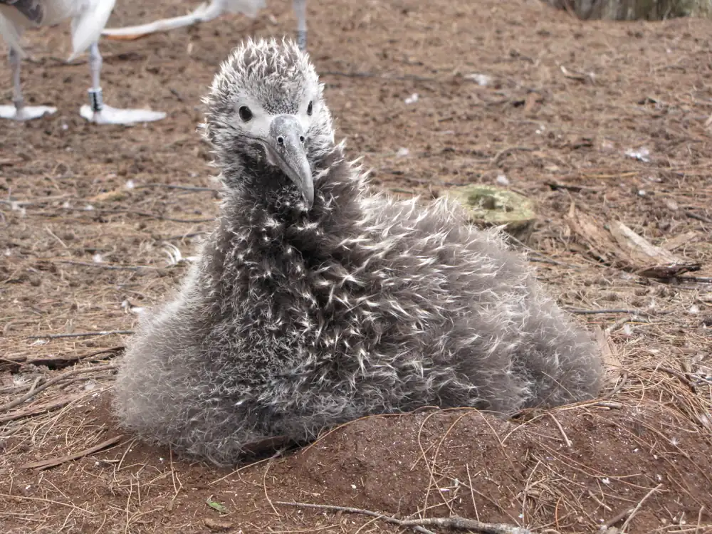 A fluffy brown Laysan albatross chick sits on the ground among casuarina trees and grass