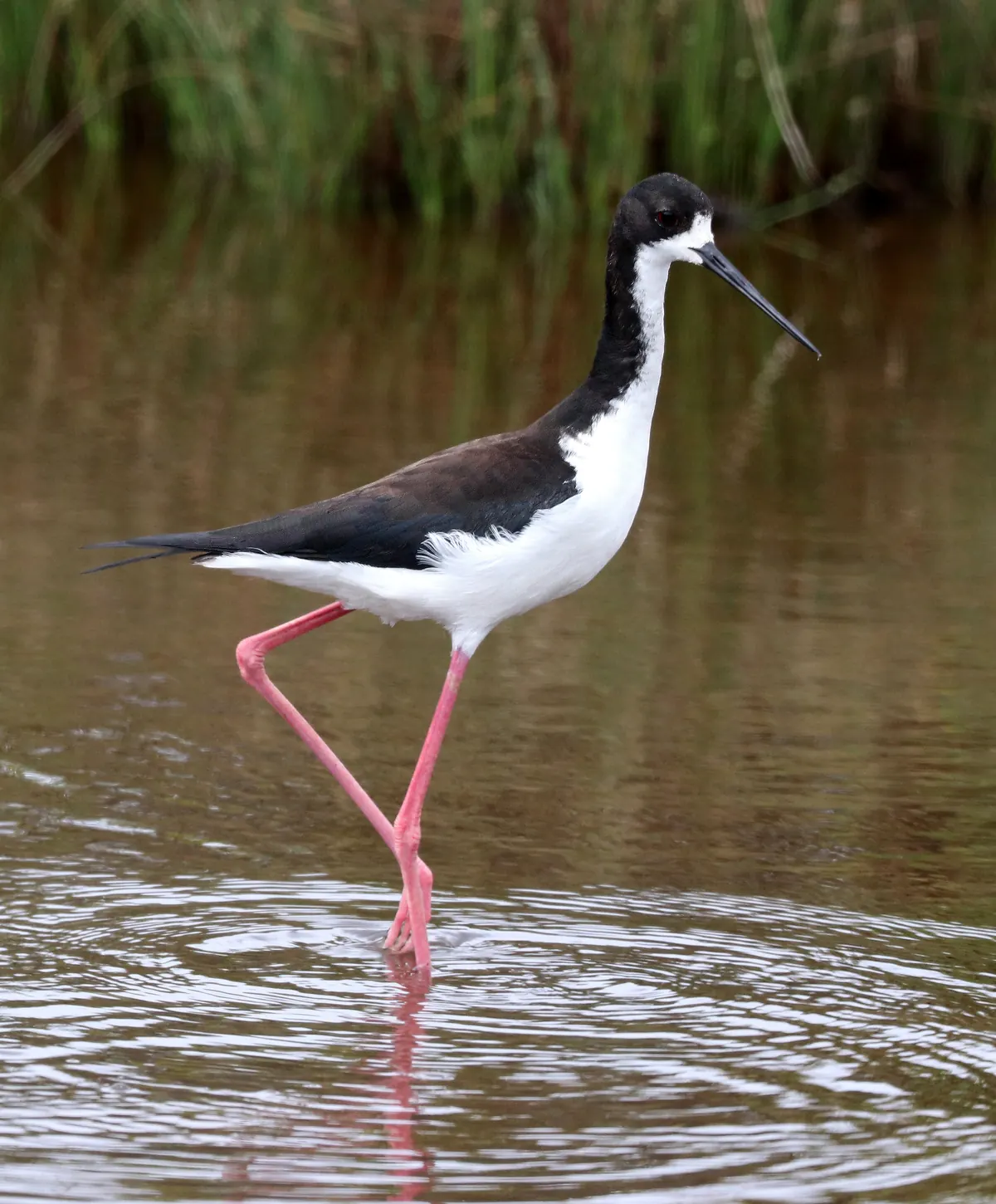 A slender black-and-white wading bird with very long pink legs and a needle-thin black bill stepping through shallow brown water.
