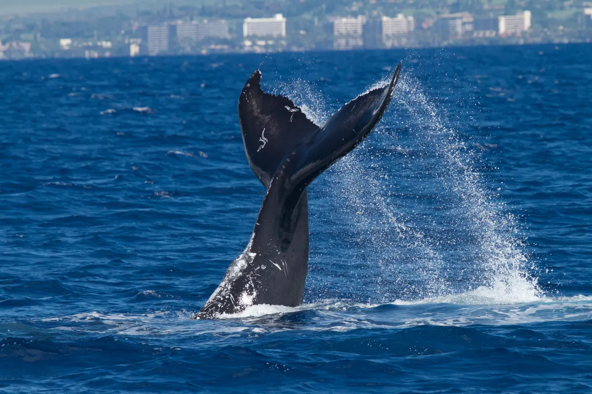 The dark tail of a humpback whale thrown up out of choppy blue water in a burst of spray, with a line of coastal hotels in the distance.