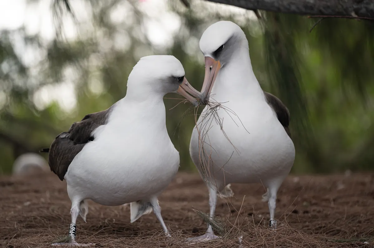 Two white-bodied Laysan albatross with dark wings standing face to face on a bed of fallen needles, one holding twigs in its bill.